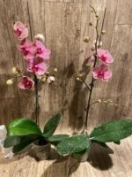 In Spikes Phalaenopsis Sogo Sun Beauty Huge Plant (4.5" pot) - Image 12