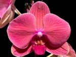 39” Tall Spike Phalaenopsis Asian Coral (4.5" pot)