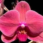 39” Tall Spike Phalaenopsis Asian Coral (4.5" pot)