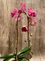 39” Tall Spike Phalaenopsis Asian Coral (4.5" pot) - Image 7