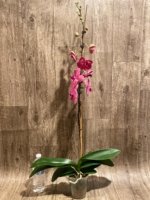 39” Tall Spike Phalaenopsis Asian Coral (4.5" pot) - Image 8