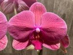 39” Tall Spike Phalaenopsis Asian Coral (4.5" pot) - Image 4