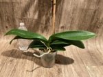 39” Tall Spike Phalaenopsis Asian Coral (4.5" pot) - Image 11