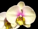 In Spike Phalaenopsis Waterloo (4.5" pot)