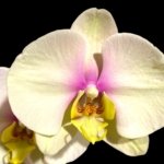 In Spike Phalaenopsis Waterloo (4.5" pot)