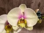 In Spike Phalaenopsis Waterloo (4.5" pot) - Image 4