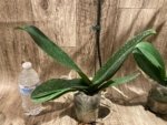 In Spike Phalaenopsis Waterloo (4.5" pot) - Image 10