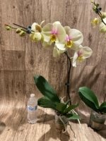 In Spike Phalaenopsis Waterloo (4.5" pot) - Image 8