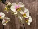 In Spike Phalaenopsis Waterloo (4.5" pot) - Image 5