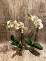 In Spike Phalaenopsis Waterloo (4.5" pot) - Image 7