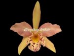 Blc. Copper Queen (Bl. Richard Mueller x Blc. Toshia Aoki) (3.5" pot) - Image 2
