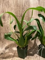 Double Spikes Fragrant Miltassia Charles M. Fitch 'Izumi' (3.5" pot) - Image 8