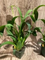 Double Spikes Fragrant Miltassia Charles M. Fitch 'Izumi' (3.5" pot) - Image 7
