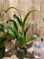 Double Spikes Fragrant Miltassia Charles M. Fitch 'Izumi' (3.5" pot) - Image 6