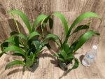 Double Spikes Fragrant Miltassia Charles M. Fitch 'Izumi' (3.5" pot) - Image 3