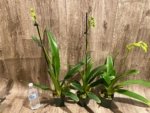 In Spike Paphiopedilum Quintal Wonder & lowii alba (3.5” Pot) - Image 4
