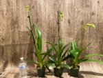 In Spike Paphiopedilum Quintal Wonder & lowii alba (3.5” Pot) - Image 3