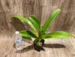 Paphiopedilum Quintal Wonder & lowii alba (3.5” Pot) - Image 5