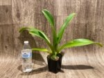 Paphiopedilum Quintal Wonder & lowii alba (3.5” Pot) - Image 3