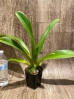 Paphiopedilum Quintal Wonder & lowii alba (3.5” Pot) - Image 4