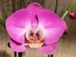Double Tall Spikes Phalaenopsis Purple Dust (4.5" Pot)