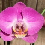 Double Tall Spikes Phalaenopsis Purple Dust (4.5" Pot)