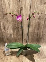 Double Tall Spikes Phalaenopsis Purple Dust (4.5" Pot) - Image 4