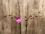 Double Tall Spikes Phalaenopsis Purple Dust (4.5" Pot) - Image 3