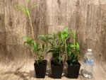Dendrobium gracilicaule x sib (3.5” pot) - Image 3