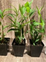 Dendrobium gracilicaule x sib (3.5” pot) - Image 6