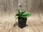 In Spike Paph. Apres Midi (appletonianum x hookerae) (2” pot) - Image 4
