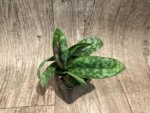 In Spike Paph. Apres Midi (appletonianum x hookerae) (2” pot) - Image 3