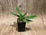 Paphiopedilum QF Kaha (Paph. QF Wainani x charlesworthii) (2" pot) - Image 3
