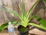 Paph. Kolokopingii Var. Topperi x Stonei (5”Pot) - Image 5