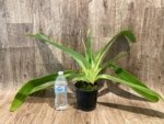 Paph. Kolokopingii Var. Topperi x Stonei (5”Pot) - Image 4