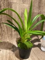 In Spike - Phragmipedium GF Naukana Kealoha × exstaminodium 'Gandalf’ (4.5” pot) - Image 3