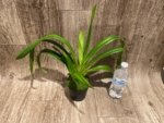 In Spike - Phragmipedium GF Naukana Kealoha × exstaminodium 'Gandalf’ (4.5” pot) - Image 4