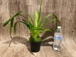 In Spike - Phragmipedium GF Naukana Kealoha × exstaminodium 'Gandalf’ (4.5” pot) - Image 5