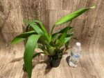 Colmanara Wildcat 'Petite Sirah' Blooming Size (3.5" pot) - Image 2