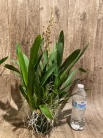 Triple Spikes Oncidium Volcano Midnight ‘Volcano Queen' Compact (3.5” pot) - Image 3