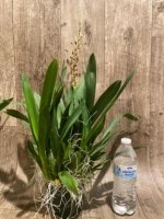 Quadruple Spikes Oncidium Volcano Midnight ‘Volcano Queen' Compact (3.5” pot) - Image 6
