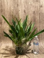 6 Spikes Oncidium Volcano Midnight ‘Volcano Queen' Compact (3.5” pot) - Image 3