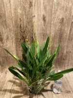 6 Spikes Oncidium Volcano Midnight ‘Volcano Queen' Compact (3.5” pot) - Image 5