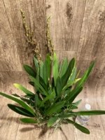 6 Spikes Oncidium Volcano Midnight ‘Volcano Queen' Compact (3.5” pot) - Image 6