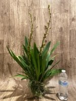 6 Spikes Oncidium Volcano Midnight ‘Volcano Queen' Compact (3.5” pot) - Image 7