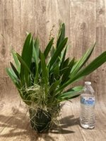 6 Spikes Oncidium Volcano Midnight ‘Volcano Queen' Compact (3.5” pot) - Image 8