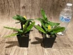 Paphiopedilum Nivarose (paph. sukhakulli x paph. niveum) (2” Pot) - Image 3