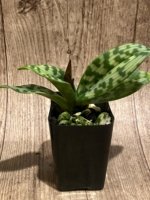 In Spike/Bud Paphiopedilum Fulgens (hookerae × Marmorophyllum) (2” pot) - Image 3