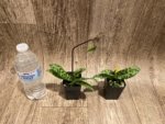 In Spike/Bud Paphiopedilum Fulgens (hookerae × Marmorophyllum) (2” pot) - Image 4