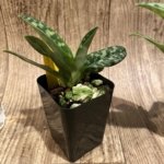 Paphiopedilum Fulgens (hookerae × Marmorophyllum) BS (2” pot)
